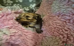 Dachshund dogs for sale: Kc boy dachshund  - Image 5