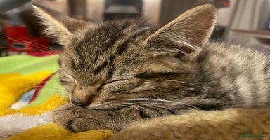 Mixed Breed cats - Advert 3