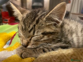 Mixed Breed cats - Advert 4