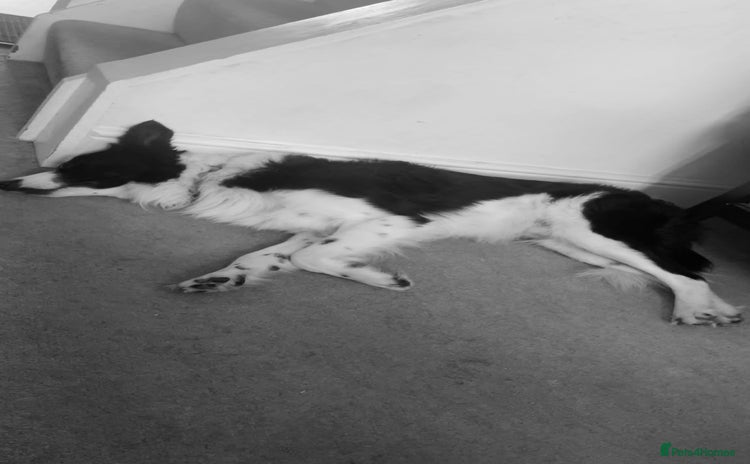 Border Collie dogs - Advert 7