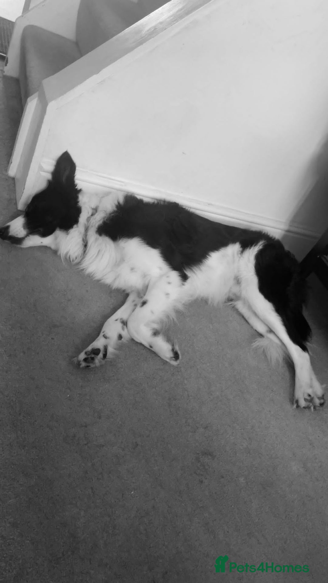 Border Collie dogs for sale: George - Image 1