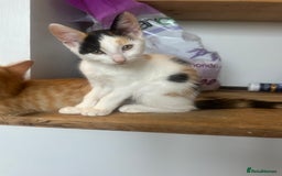 Domestic Shorthair cats for sale: Nwf cross - Image 2