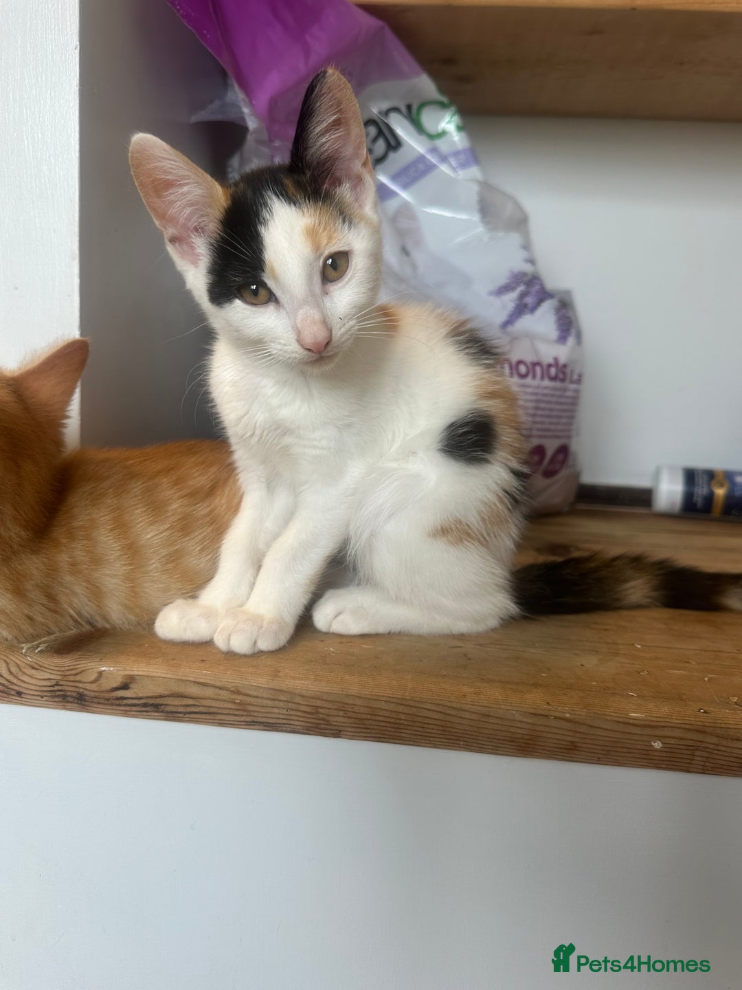 Domestic Shorthair cats for sale: Nwf cross - Image 2