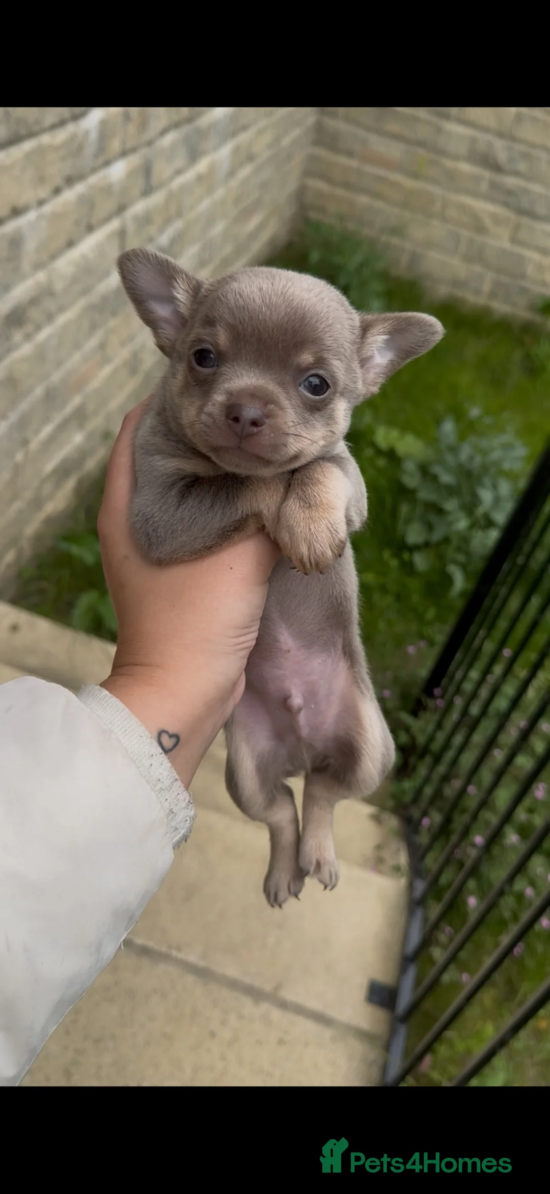 Chihuahua dogs for sale: X2 chihuahua puppy’s 🩵🩷(Ready to leave)  - Advert 2