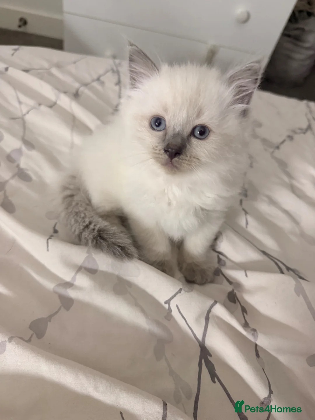 Ragdoll cats for sale: Beautiful ragdoll kittens  - Advert 2