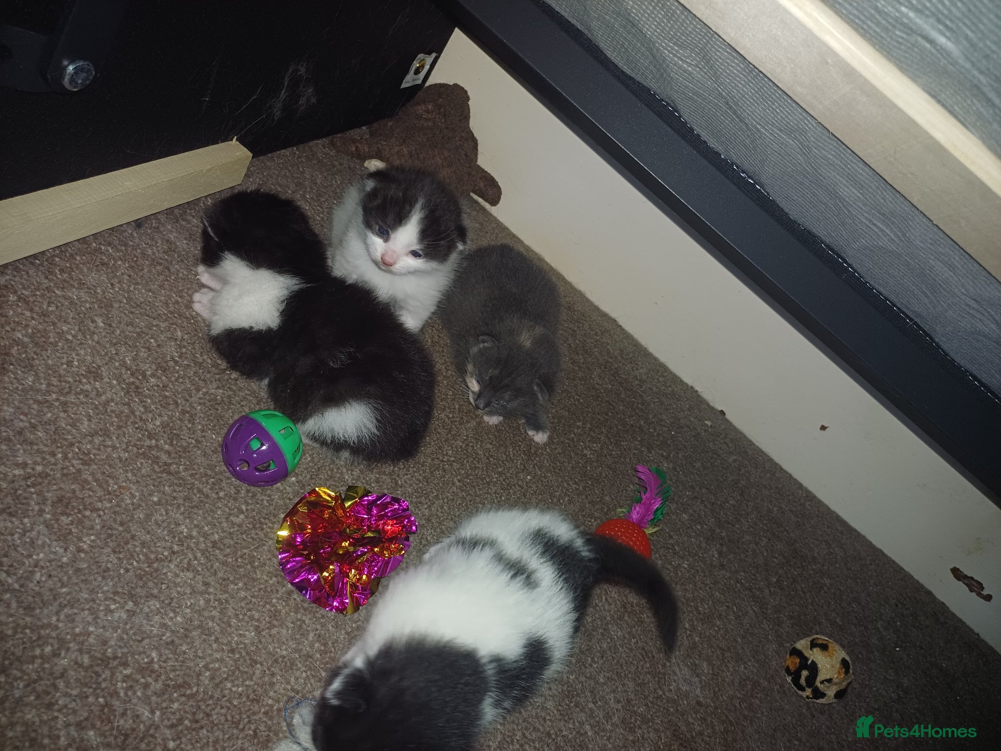 Mixed Breed cats 2 kittens - Advert 10