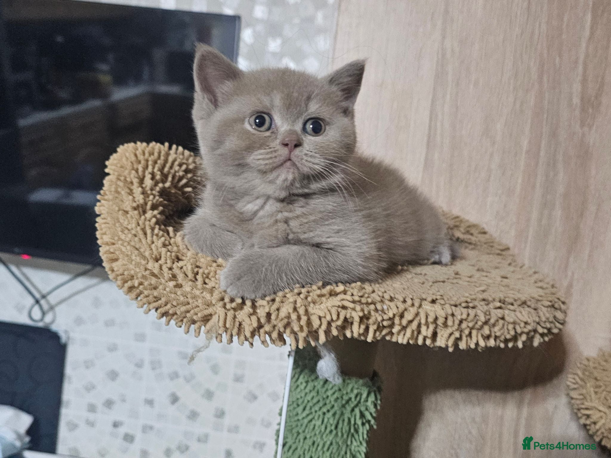British Shorthair cats Chocolate and lilac BSH and longhaired kittens - Advert 1