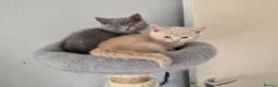 British Shorthair cats for sale: Lovely pure British shirthair ready  - Advert 13