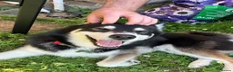 Pomsky dogs for sale: Apollo is needing a new home in Ipswich - Advert 4