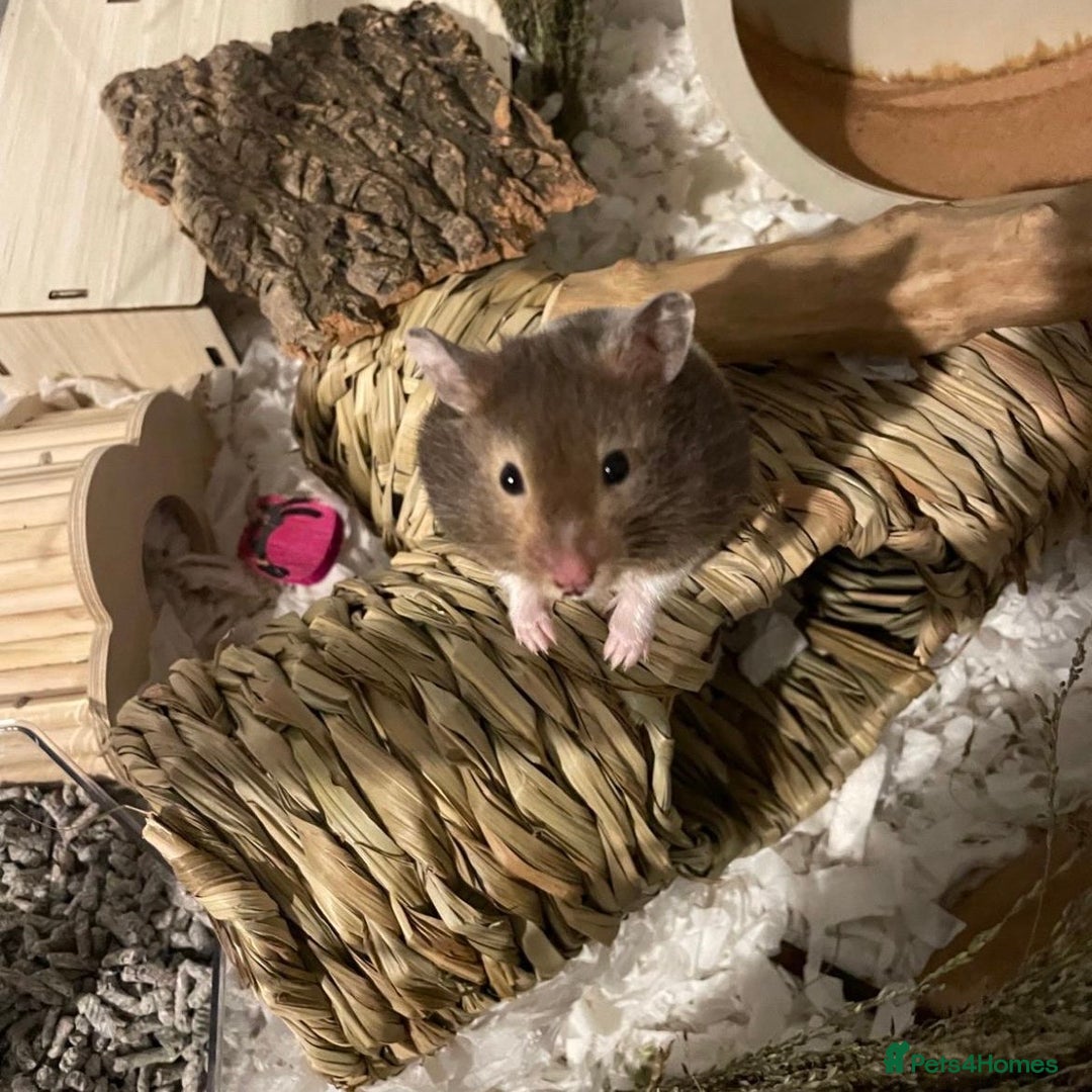 Hamster rodents for sale: Male Syrian Hamster 4 Months Bucatstate included - Advert 15