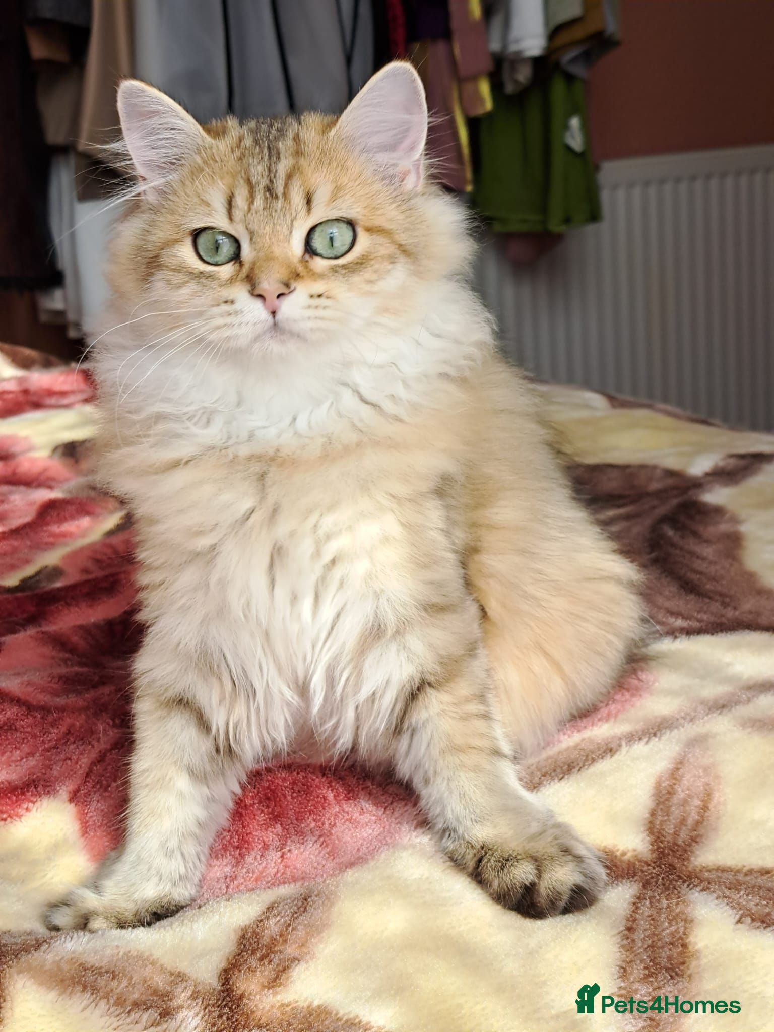 British Longhair cats British Longhair/Shorthair golden shaded pedigree  - Advert 2
