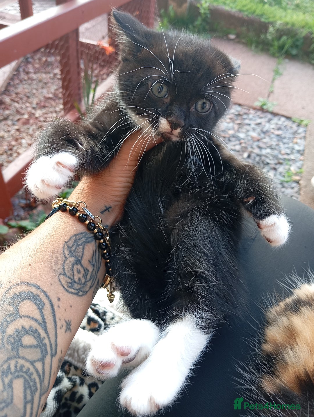European cats for sale: Kitten  - Image 10