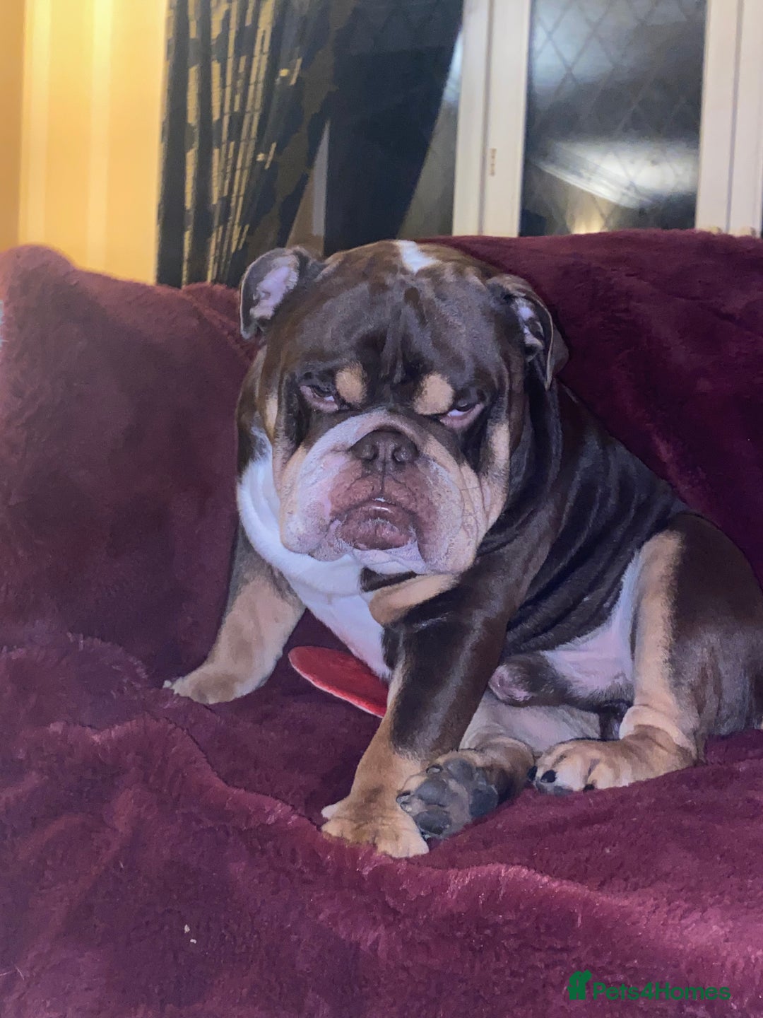 English Bulldog dogs for stud: Exclusive Tri-Colour Chocolate English Bulldog  - Image 11
