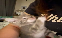 Mixed Breed cats for sale: Half ragdoll girl kittens ready now  - Image 23