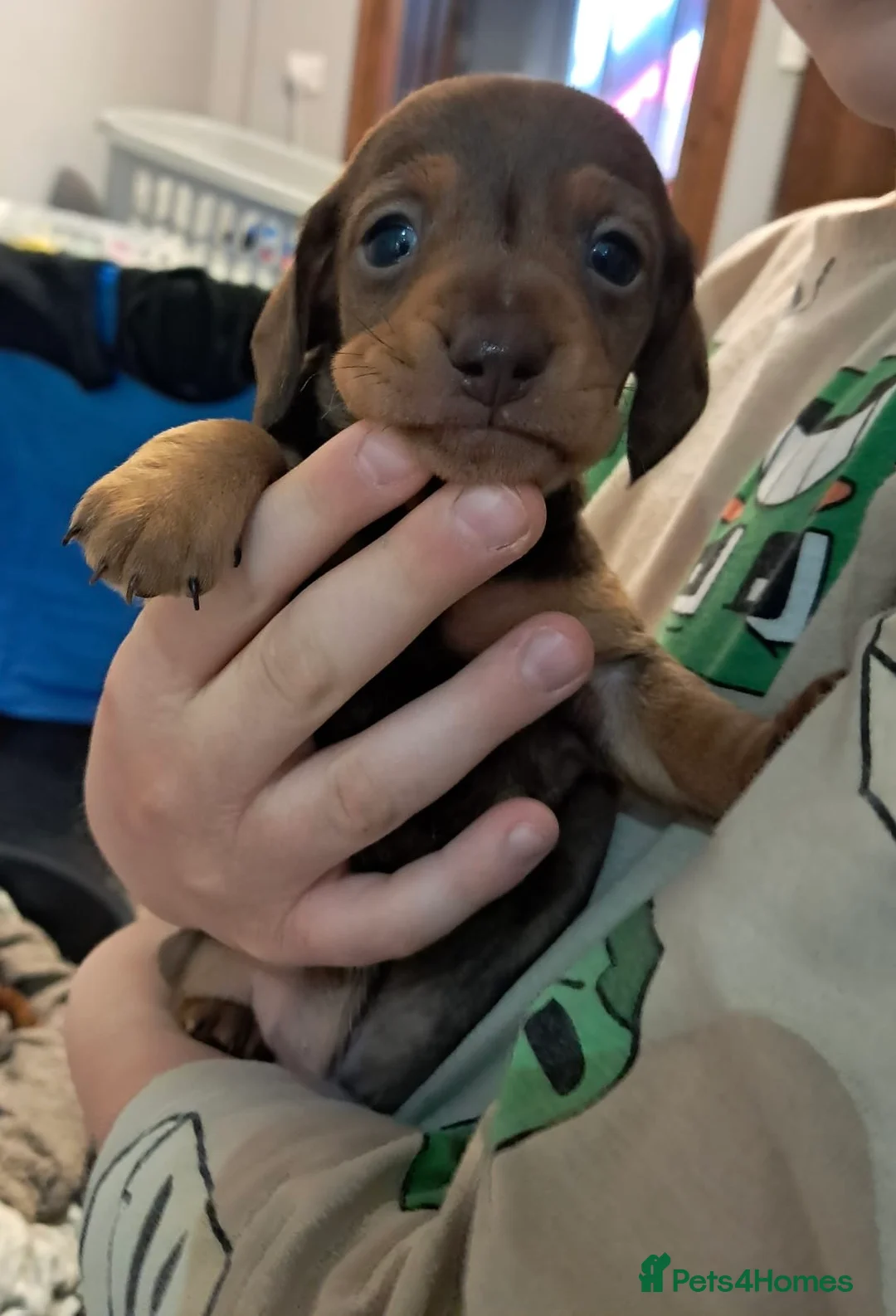 Miniature Dachshund dogs for sale: Chocolate and tan male puppy  in Welshpool - Advert 1
