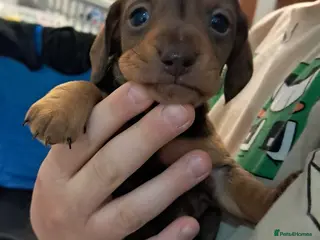 Miniature Dachshund dogs Chocolate and tan male puppy - Advert 16