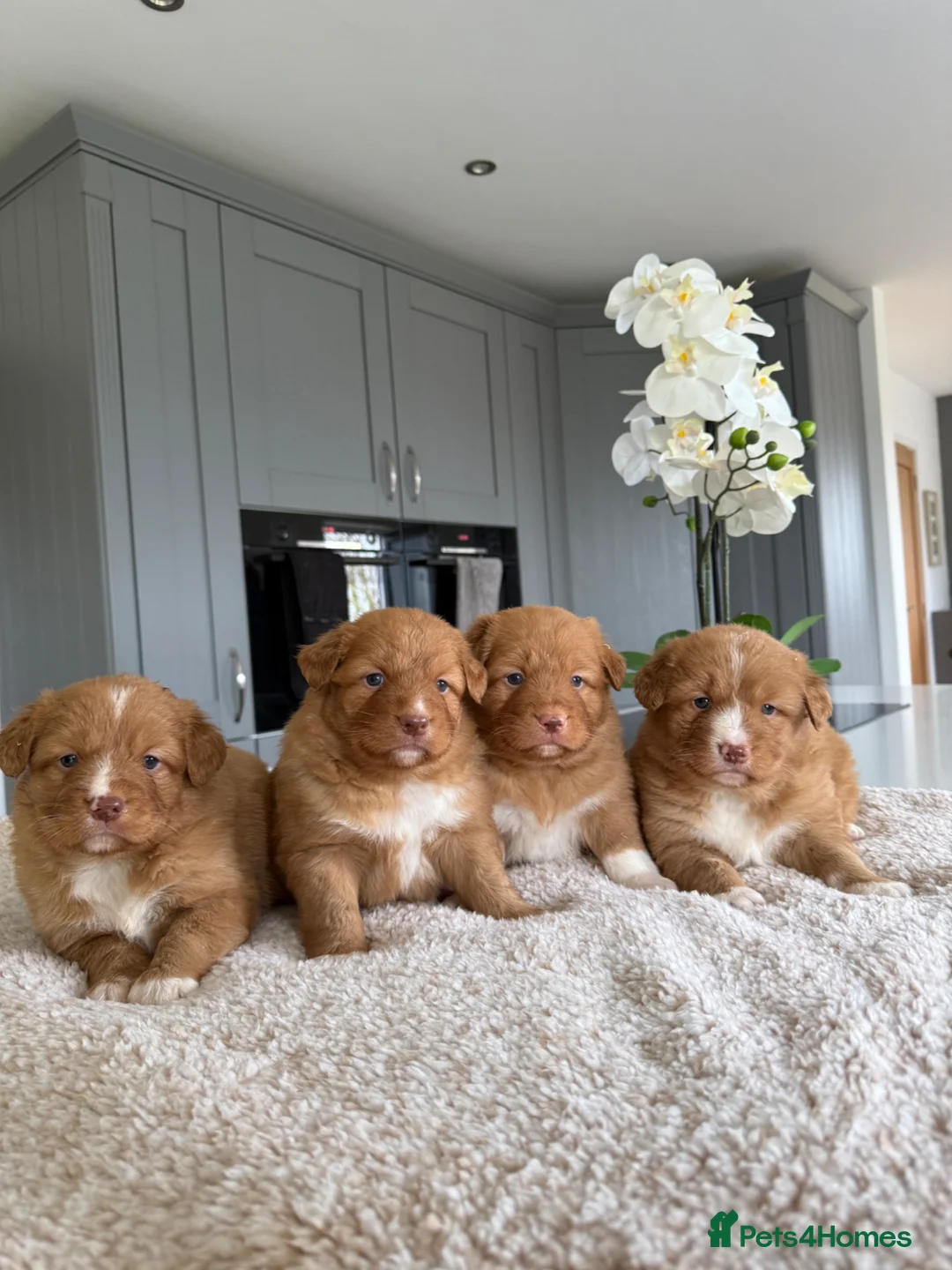 Nova Scotia Duck Tolling Retriever dogs for sale: Beautiful kc reg Nova Scotia puppies  - Advert 2