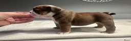English Bulldog dogs for sale: Champion Jackarhys unwritten  - Advert 6