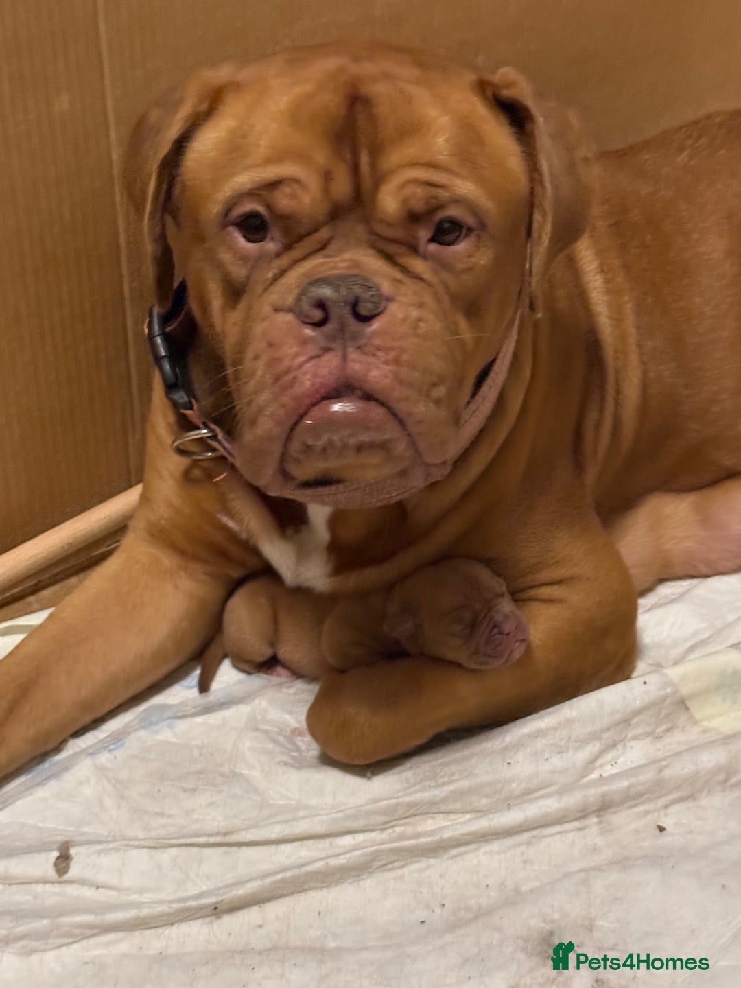Dogue De Bordeaux dogs for sale: Ready to leave!!! Last boy - Advert 3