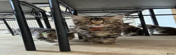 Mixed Breed cats for sale: Kittens tabbys  - Advert 2