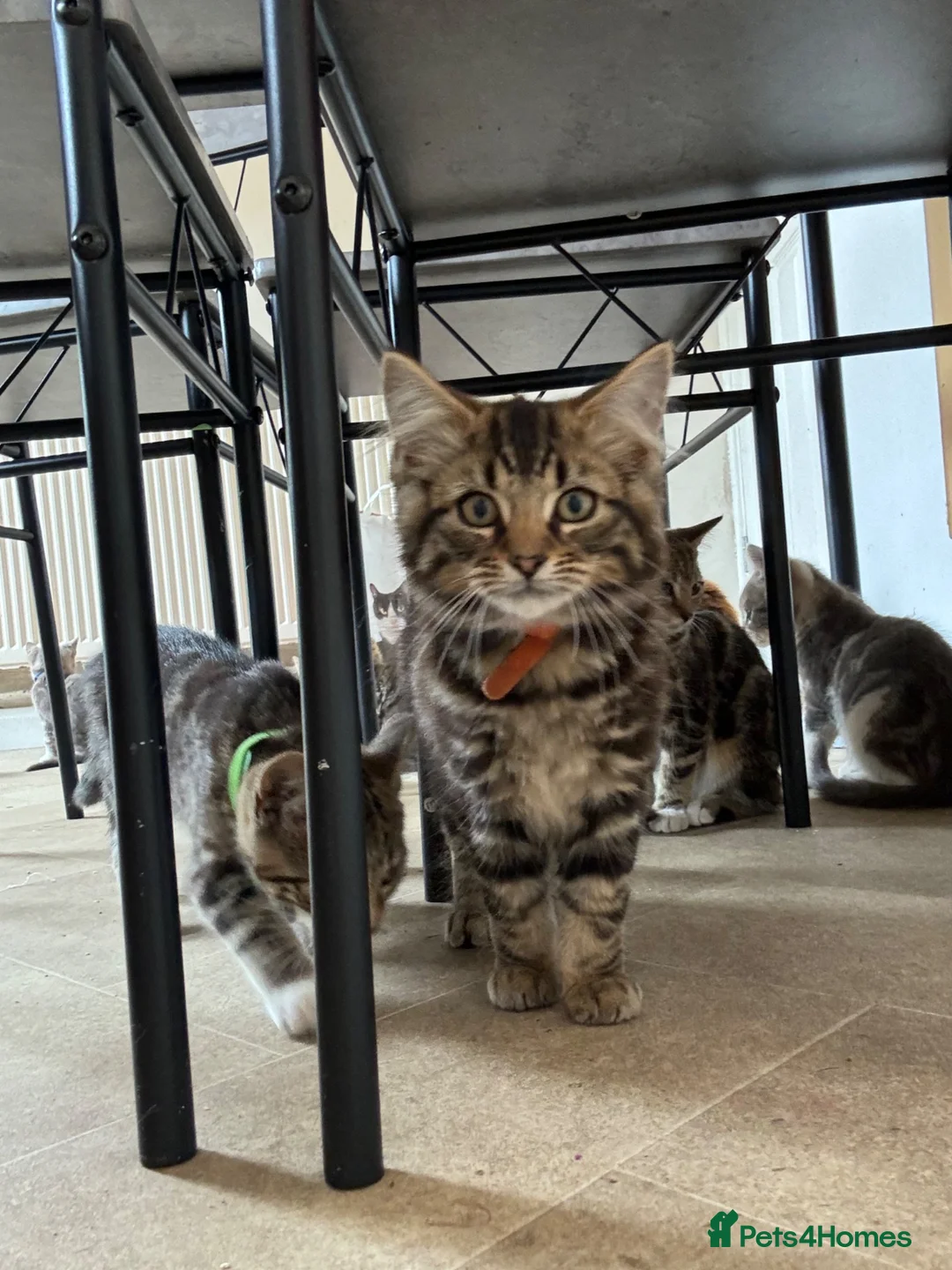 Mixed Breed cats for sale: Kittens tabbys  - Advert 2