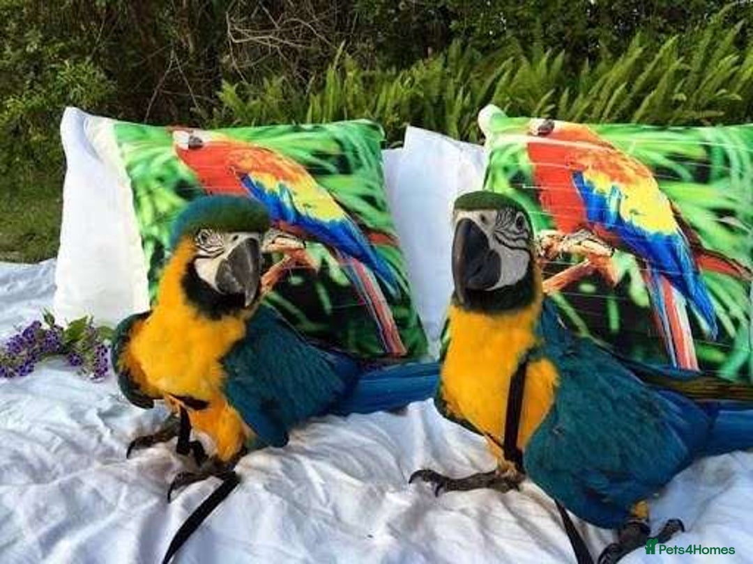 Macaws birds for sale: 6yr old Blue/Gold Wing Macaw  - Image 18