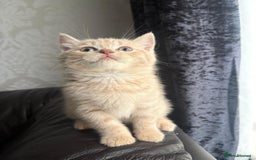 British Shorthair cats for sale: British shorthair kittens - Image 9