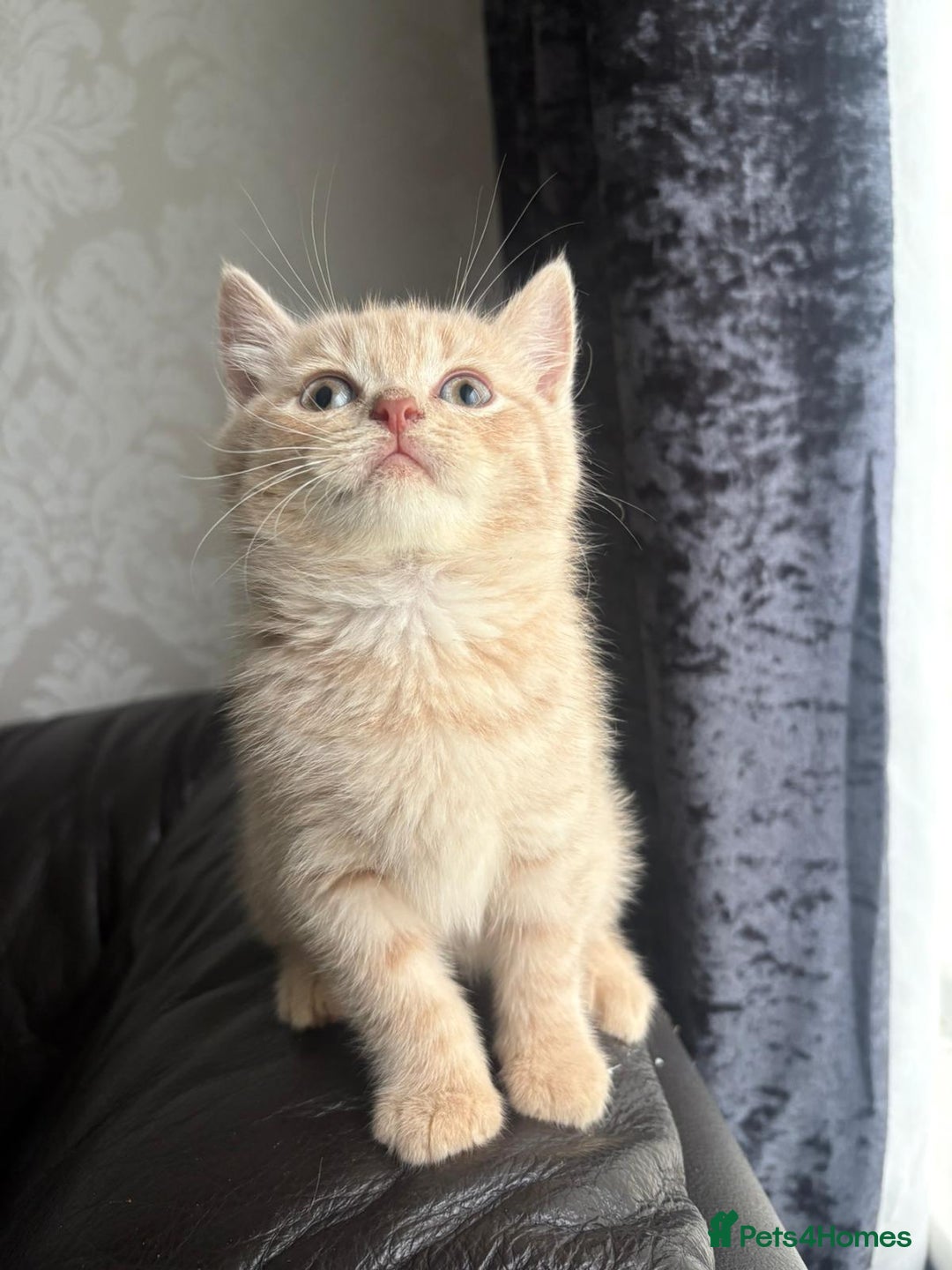 British Shorthair cats for sale: British shorthair kittens - Image 9