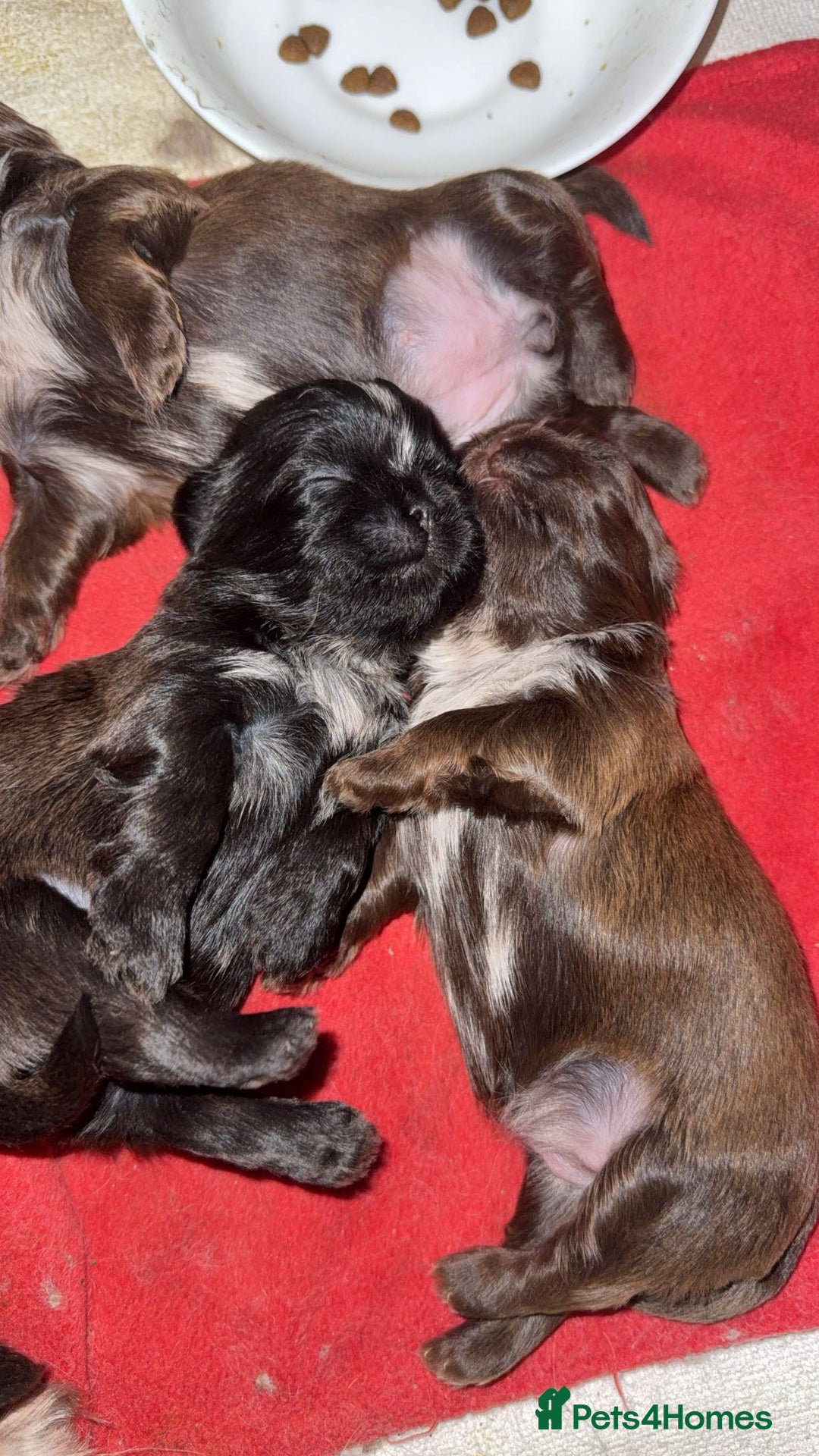 Shih Tzu dogs for sale: Tri-Colour KC Imperial Shih Tzu Puppies - Advert 3