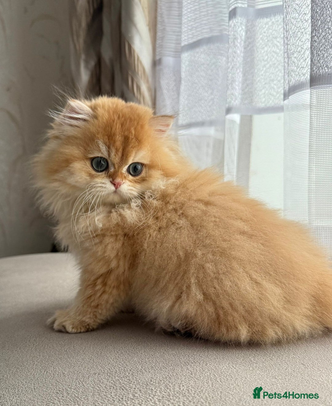 British Longhair cats for sale: Chocolate golden Chinchilla By 12 longhair - Advert 3