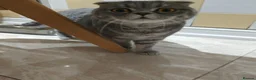 Mixed Breed cats for sale: Scottish fold Zeus - Advert 3
