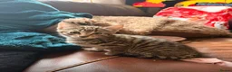Mixed Breed cats for sale: 4 kittens 2 boys 2 girls  - Advert 6