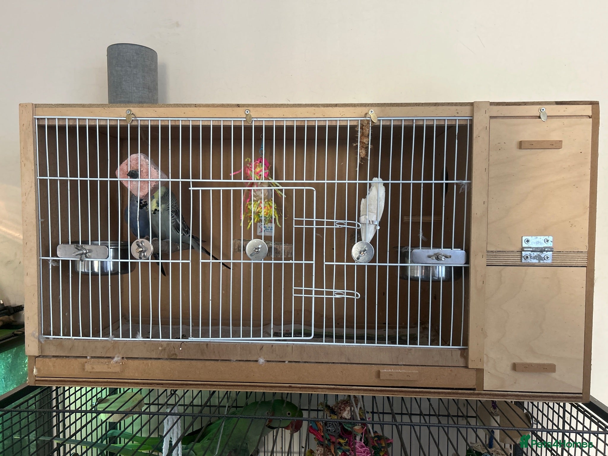 Budgerigars birds Budgies & Cages - Advert 1