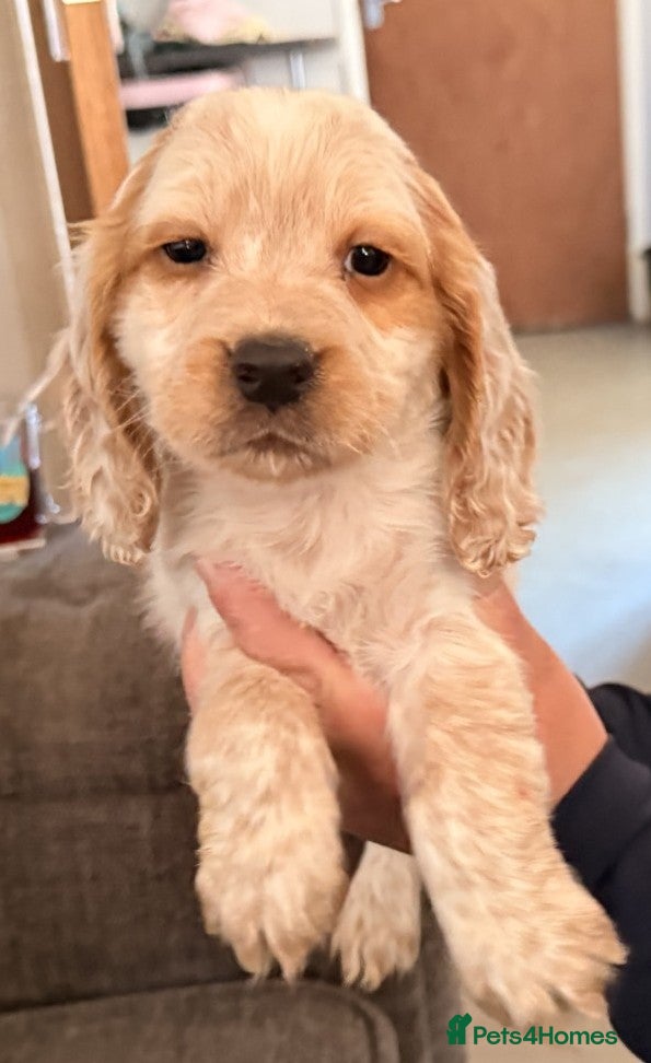 Cocker Spaniel dogs Cocker Spaniel Puppies - Advert 1