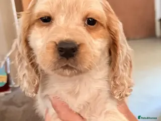 Cocker Spaniel dogs Cocker Spaniel Puppies - Advert 12