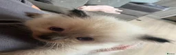 Ragdoll cats for sale: Ragdoll kittens  in Romford - Advert 12