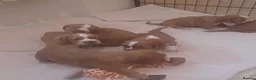 Sprocker dogs for sale: Sprocker x Cocker Spaniel Puppies - Advert 6
