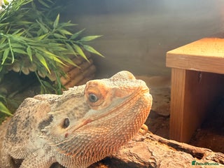 Bearded Dragon reptiles Bearded dragon - Advert 1