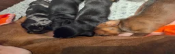 Miniature Dachshund dogs for sale: MINIATURE DACHSHUNDS TO FIND THEIR FOREVER HOME 🏡 - Advert 15
