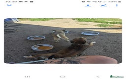 Mixed Breed dogs for sale: 2 female and 1 male dog for rehoming  - Advert 4