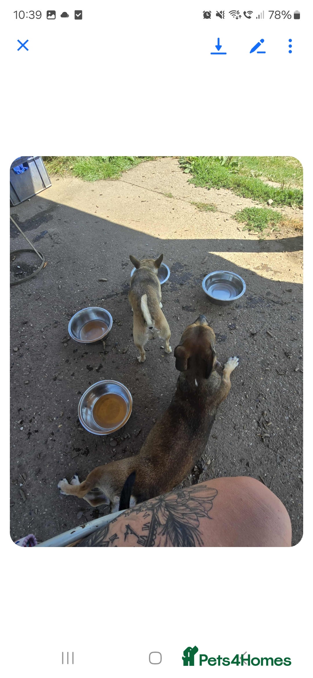 Mixed Breed dogs for sale: 2 female and 1 male dog for rehoming  - Advert 4