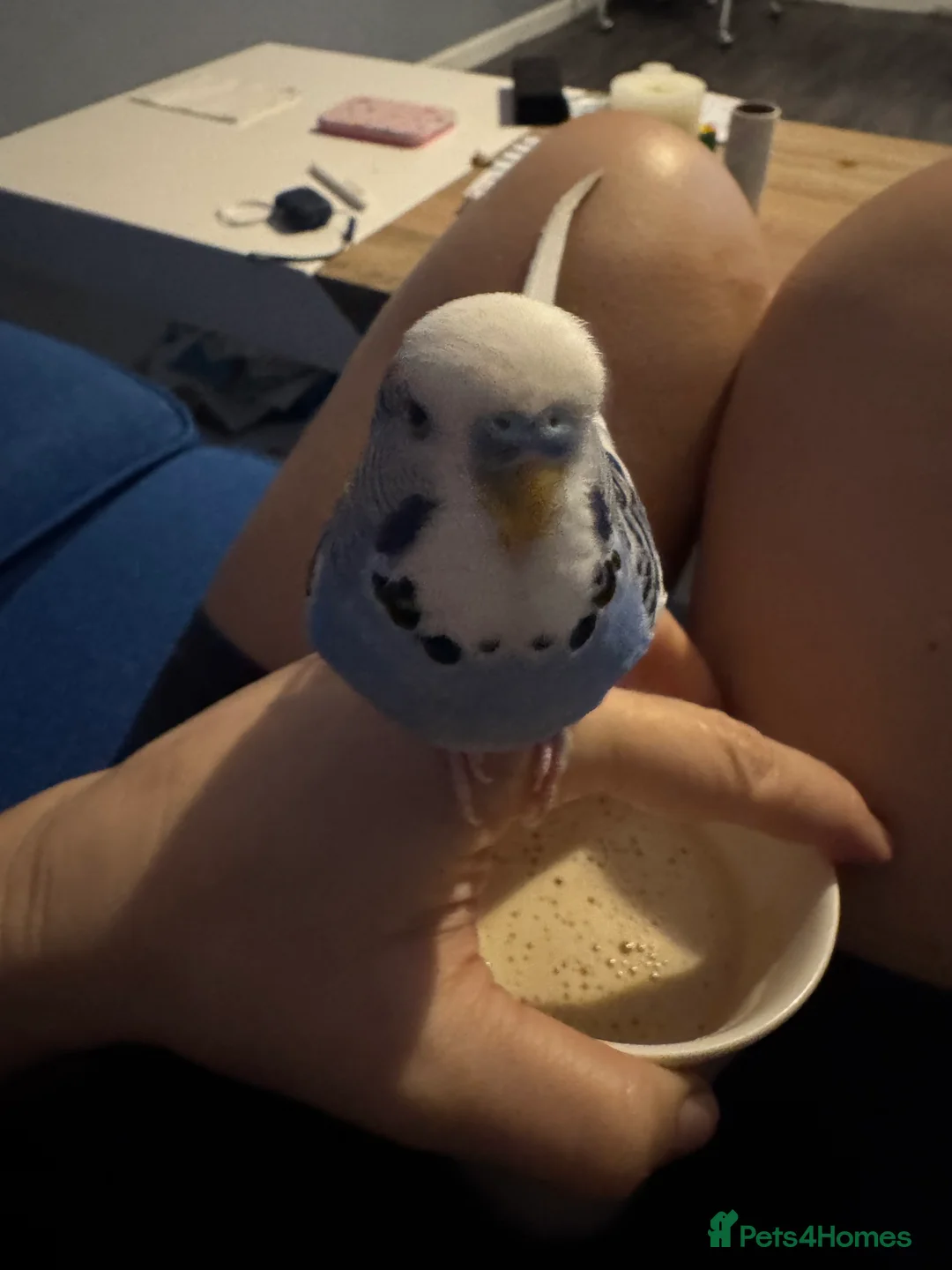 Budgerigars birds for sale: Tamed, young budgie pair for sale - Advert 3