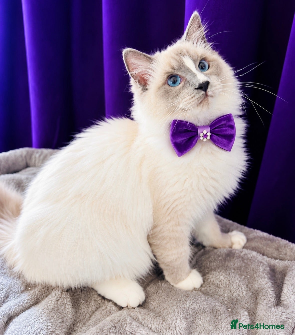 Ragdoll cats for sale: 💙 Beautiful Ragdoll blizzard  - Advert 2