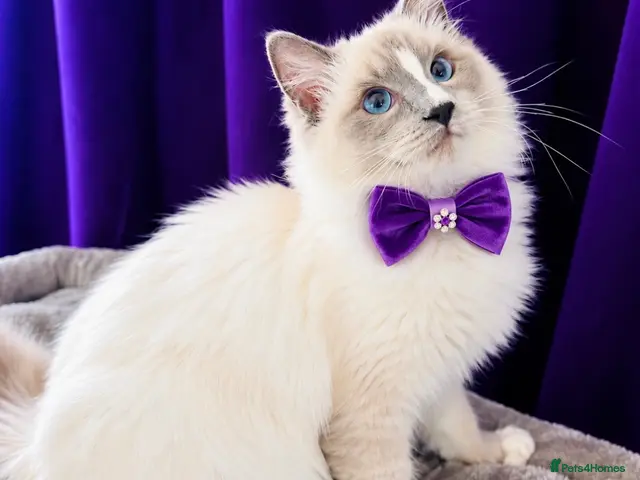 Ragdoll cats for sale: 💙 Beautiful Ragdoll blizzard - Advert 2