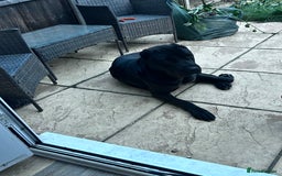 Central Asian Shepherd dogs for sale: ALABI BLACK IMPORT  - Image 1