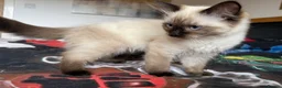 Ragdoll cats for sale: Ragdoll Kittens for Sale - Advert 15