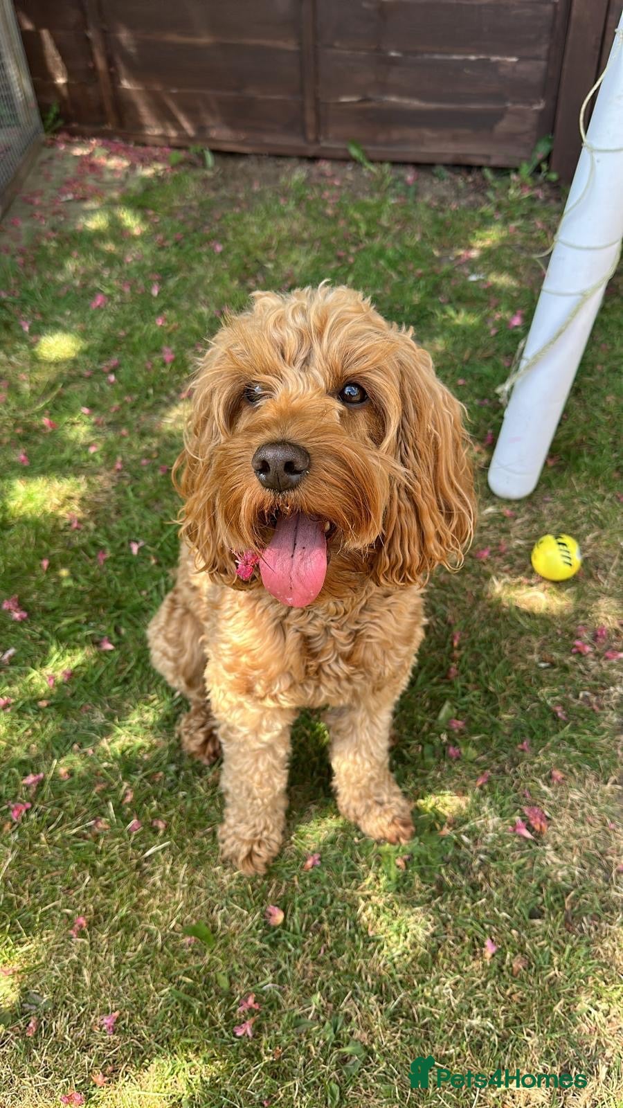 Cockapoo dogs for sale: F1B cockapoo puppies - Advert 9