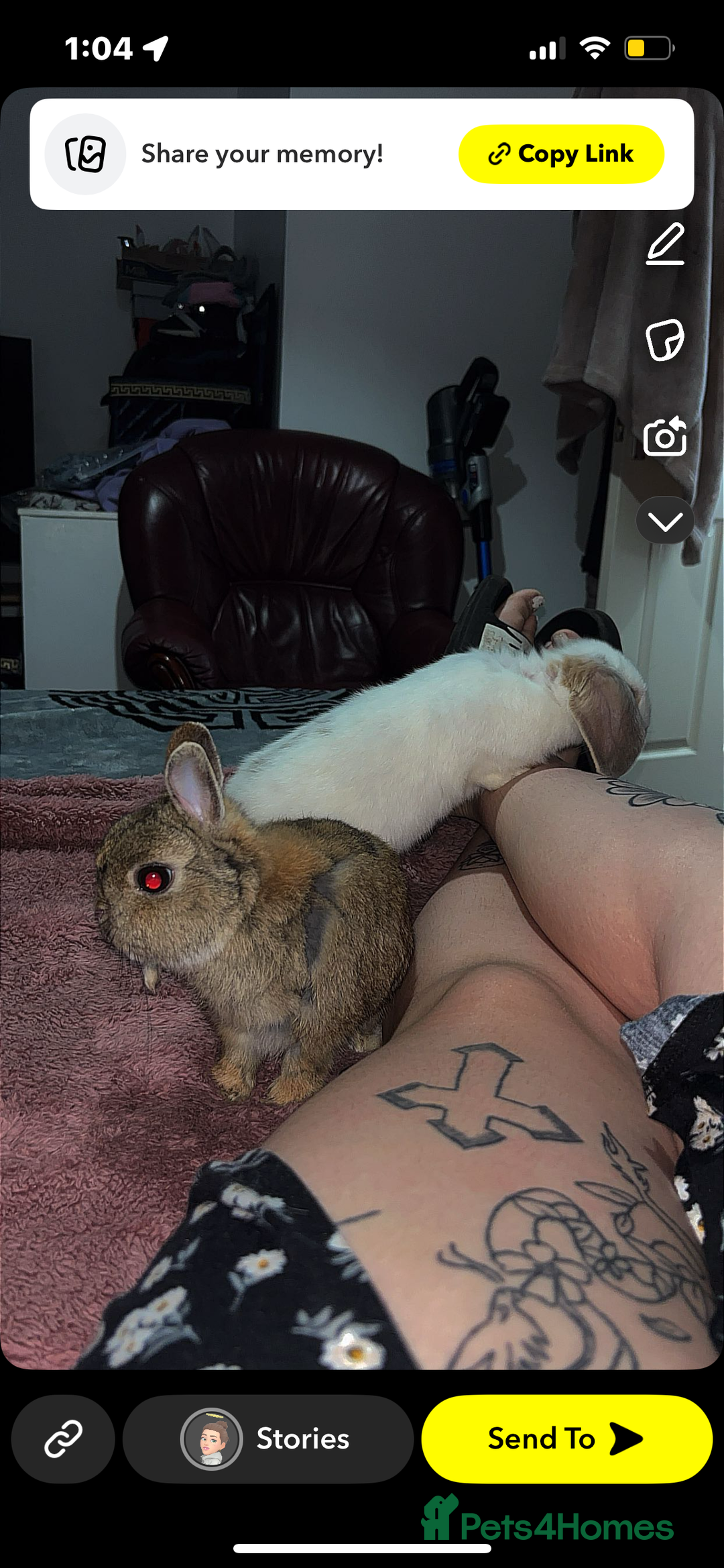 Netherland Dwarf rabbits for sale: Rabbits - Image 1