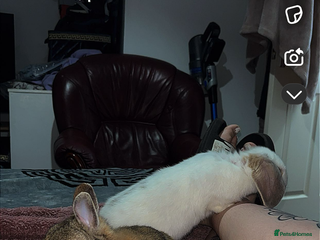 Netherland Dwarf rabbits - Advert 4