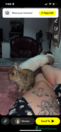Netherland Dwarf rabbits - Advert 9